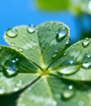 带水珠的三叶草特写14056#横屏 