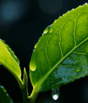 带水珠的嫩绿茶树叶片9476#横屏 