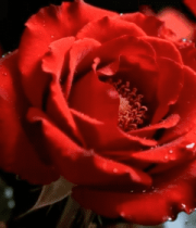 带水珠的红色玫瑰花特写353#横屏 