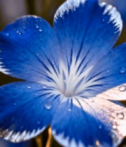 	 带水珠蓝色花朵特写1178#横屏 