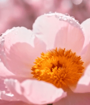 带水珠的粉色牡丹花特写8959#横屏 