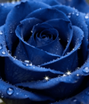 带水珠的蓝色玫瑰花特写2345#横屏 