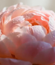 	 带水珠的粉色鲜花特写13502#横屏 