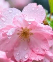 带水珠的盛开樱花12956#横屏 