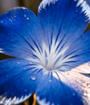 带水珠蓝色花朵特写1178#横屏 