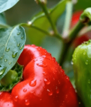 带水珠的红绿辣椒特写5725#横屏 