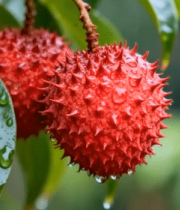 带水珠荔枝果实特写素材4394#横屏 