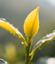 带水珠的嫩绿茶叶特写4423#横屏 