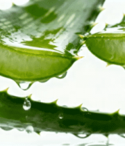 带水珠的芦荟叶片特写1534#横屏 