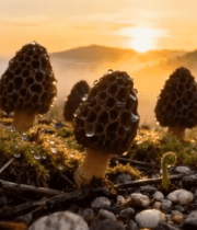 山林间晨曦下的羊肚菌素材6230#横屏 