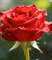 带水珠的红色玫瑰特写4966#横屏 