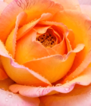 带水珠的粉色玫瑰花特写12879#横屏 