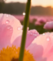 带水珠的粉色花朵特写(2)10982#横屏 