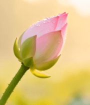 带露珠的粉色荷花特写10037#横屏 