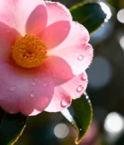 带水珠的粉色花朵特写(1)10744#横屏 