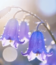 带露珠的紫色花朵特写8900#横屏 