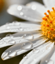 	 带水珠的白色雏菊特写35#横屏 