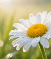 带露珠的雏菊特写5751#横屏 