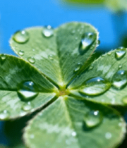 带露珠的三叶草特写12026#横屏 