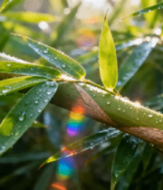 带露珠的翠绿竹子特写12953#横屏 