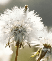 带露珠的蒲公英特写5074#横屏 