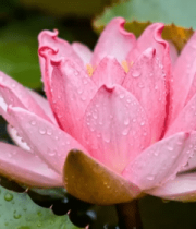 带水珠的粉色荷花特写(1)6183#横屏 