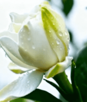 带水珠白色花朵特写3387#横屏 