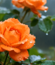 带水珠的橙色玫瑰花特写57#横屏 