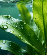 带水滴的绿色植物特写14419#横屏 