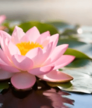 山间梯田云雾缭绕美景7129#横屏 