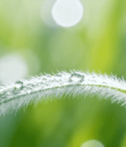 带露珠小草微距特写画面8726#横屏 