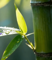 带露珠的竹叶与竹干特写8397#横屏 