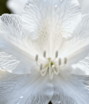 带水珠的白色花朵特写(1)9114#横屏 