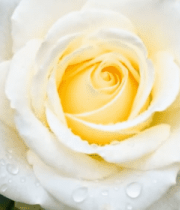 	 带水珠的白色玫瑰花特写7559#横屏 