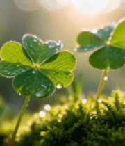 带露珠三叶草微距特写10092#横屏 