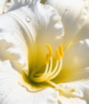 带水珠的白色花朵特写(2)12875#横屏 