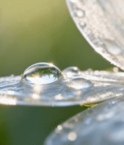 带露珠的白色花朵特写11611#横屏 