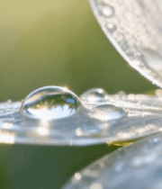 带露珠的白色花朵特写11611#横屏 