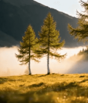 山间晨雾中的树木风景7110#横屏 