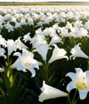 大片白色百合花田景观490#横屏 