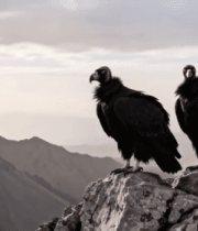 山峰上站立的两只秃鹫6851#横屏 