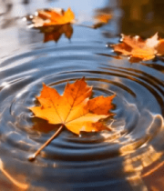 森林中行走的老虎897#横屏 