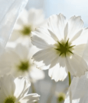 窗边白色花朵特写6959#横屏 