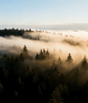 森林云雾缭绕航拍景象1039#横屏 