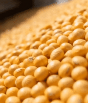 传送带上的大豆素材11757#横屏 