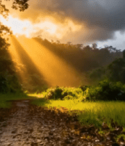 森林阳光穿透树林景象(1)10662#横屏 