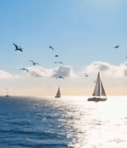 	 大海上航行的帆船与飞翔海鸥1555#横屏 