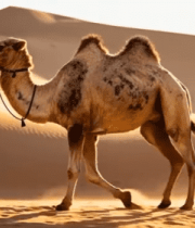 沙漠中行走的骆驼(1)1869#横屏 