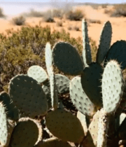 沙漠中的仙人掌植物14004#横屏 