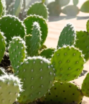 沙漠中的仙人掌特写(1)14115#横屏 